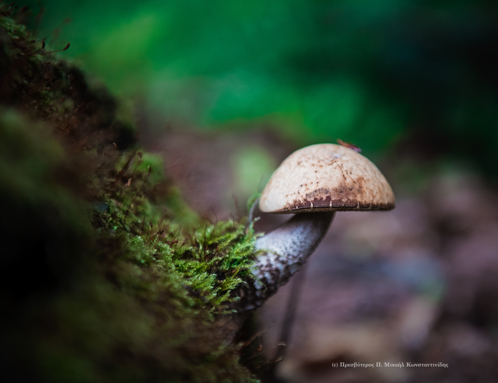 ...in the forest (Romania 2016)